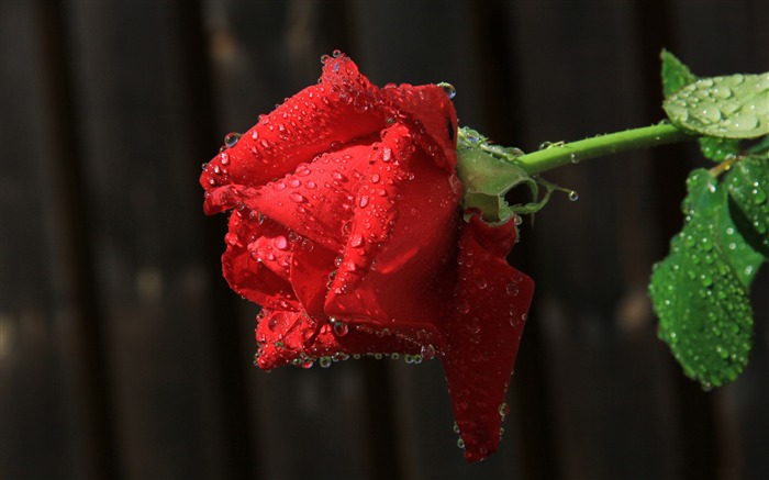 red rose flower-Photography HD Wallpapers Views:9282 Date:2014/7/21 7:57:25