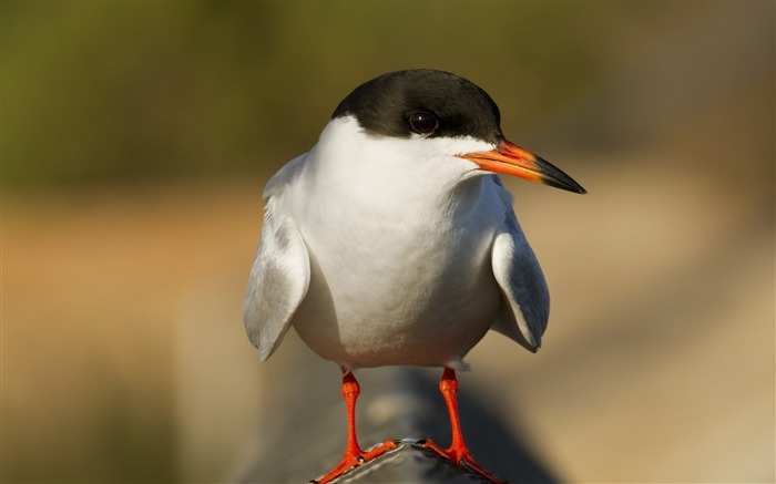 seagull beak bokeh-Animal HD Wallpaper Views:7450 Date:2014/7/19 23:25:37