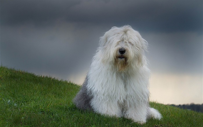 chien de berger bobtail-Animal Photo Fond d'écran Vues:9835