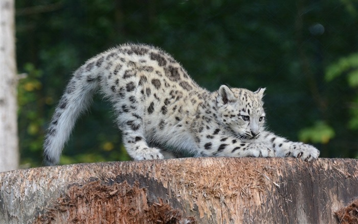 Snow Leopard cub-Animal Photo Fond d'écran Vues:9578