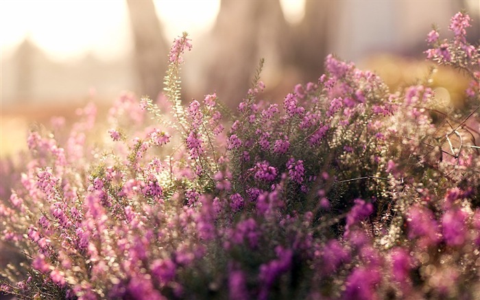 夏の花-植物のHD写真の壁紙 ブラウズ:8272