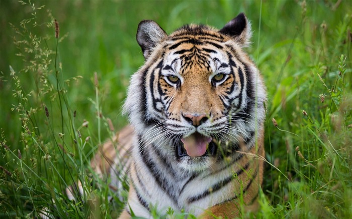 tiger predator-Animal HD Wallpaper Views:9507 Date:2014/7/19 23:28:30