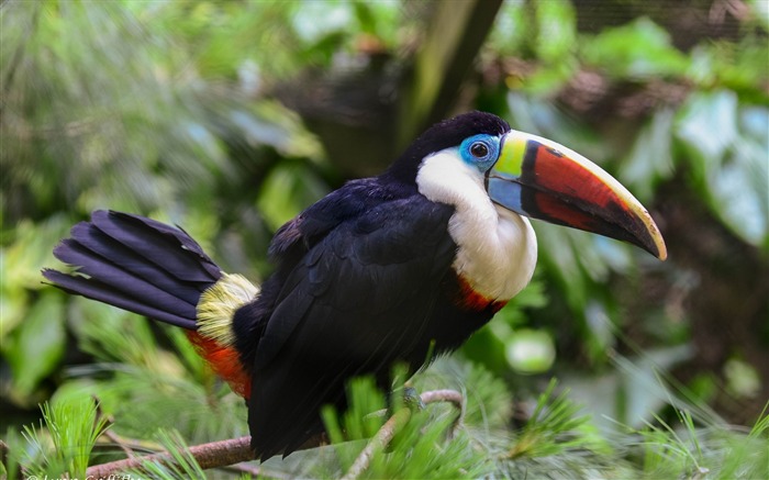 bec de toucan oiseau-Animal Photo Fond d'écran Vues:7558