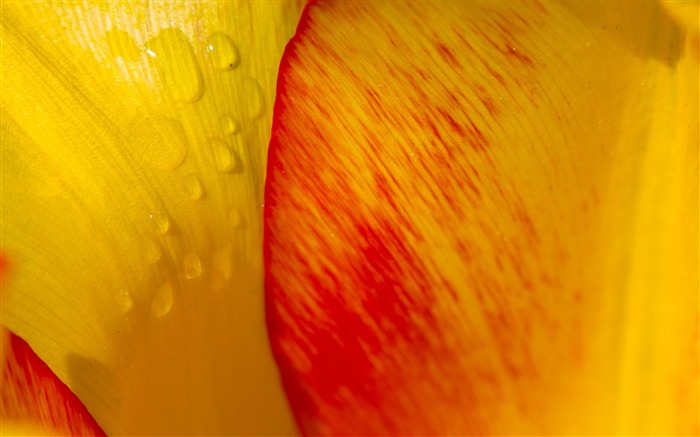 tulipán petals-Plants HD Photo Wallpaper Vistas:8449