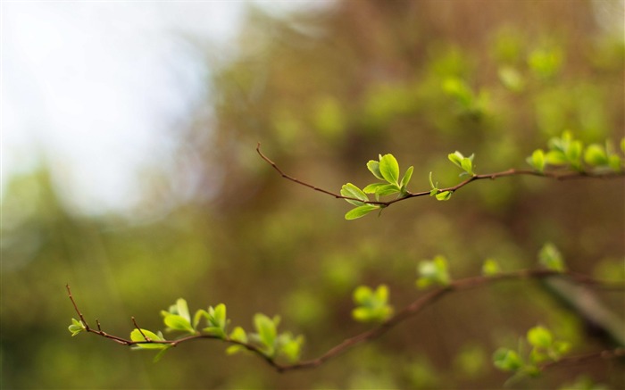 twigs leaves bokeh-Photography HD Wallpapers Views:7773 Date:2014/7/21 8:05:57