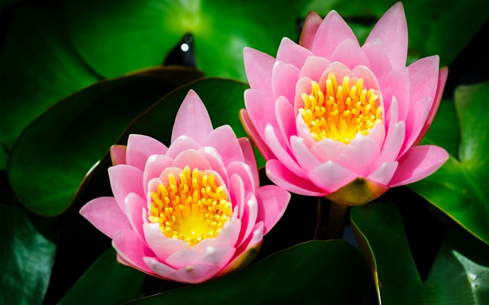 two pink water lilies-Photography HD Wallpaper Views:7480 Date:2014/7/21 7:52:24