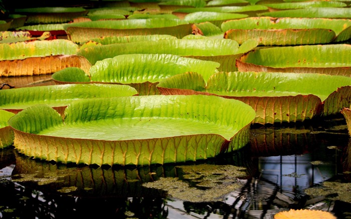 water lily leaves-Photography HD Wallpapers Views:7963 Date:2014/7/21 8:06:55