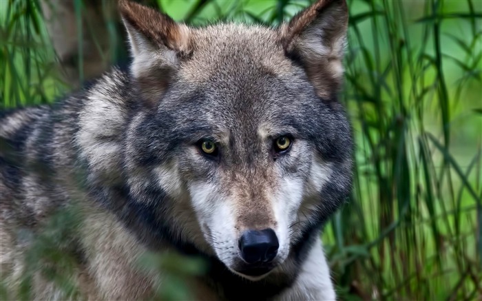 loup visage prédateur-Animal Photo Fond d'écran Vues:8499