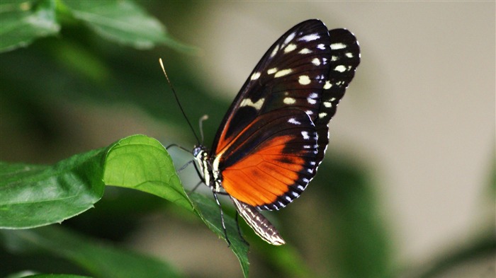 Papéis de Parede de fotos de Butterfly Flying-Animal Visualizações:8595