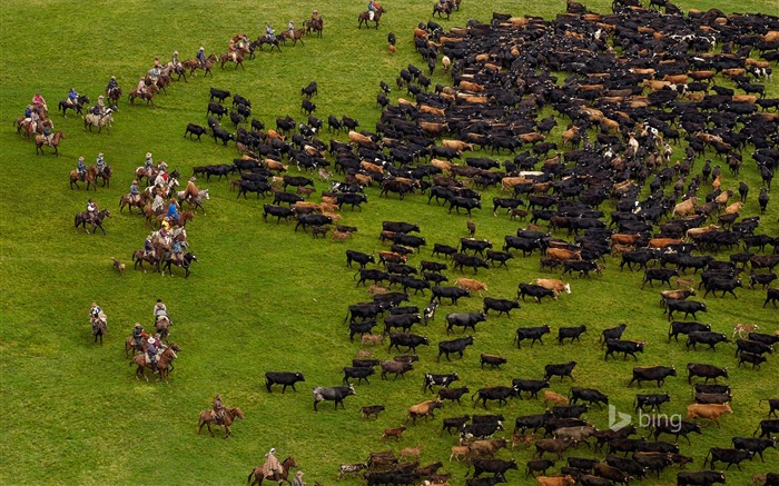 Grazing crowd-Bing theme fondo de pantalla Vistas:9213