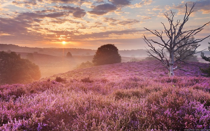 Heather Mist Dutch field-Windows Theme Wallpaper Vistas:9514