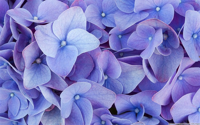 Papel de Parede HD de Hydrangea-Windows Visualizações:18724