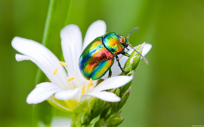 Iridescent beetle-Windows HD Wallpaper Views:13638 Date:2014/8/21 8:03:36