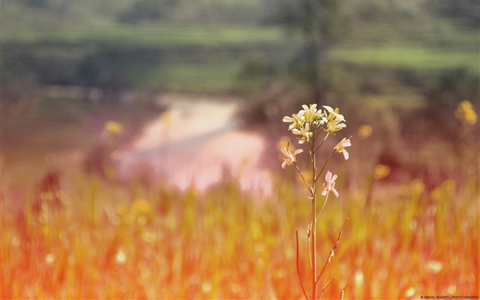 Mustard flowers-Windows HD Wallpaper Views:9116 Date:2014/8/21 8:07:29