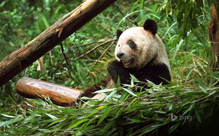 Panda comiendo bambú-Bing tema fondo de pantalla Vistas:9408