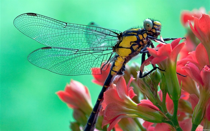 Pink spend yellow dragonfly-Windows Theme Wallpaper Views:9401 Date:2014/8/11 7:14:48