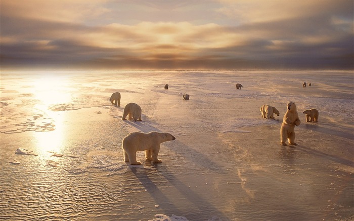 Polar bears cold winter-Animal Photo Wallpaper Visualizações:8647