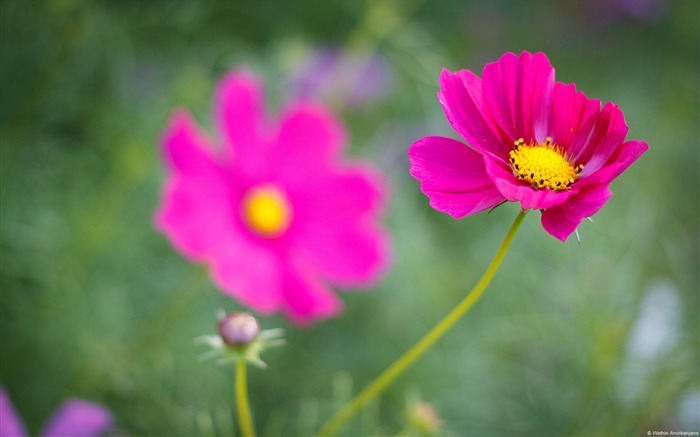 Red flower-Windows HD Wallpaper Views:9011 Date:2014/8/21 8:15:00