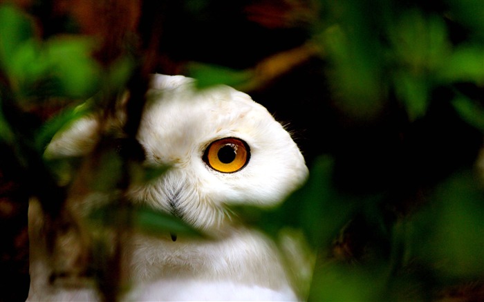 Snowy Owl Eyes-Animal papel de parede da foto Visualizações:6783