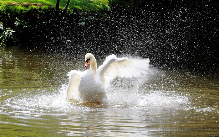 Swan River Medway-Windows Theme Wallpaper Views:8216 Date:2014/8/11 7:27:49