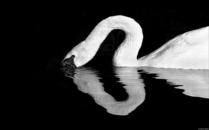 Imagen tranquila de Swan: fondo de pantalla de Windows Theme Vistas:8212