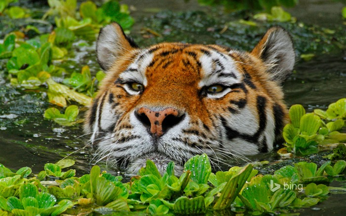 Papel pintado del tema del agua Tiger-Bing Vistas:11896