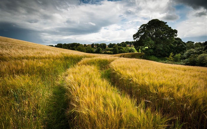 Wheat Field-photo HD Wallpaper Views:10590 Date:2014/8/12 9:37:28