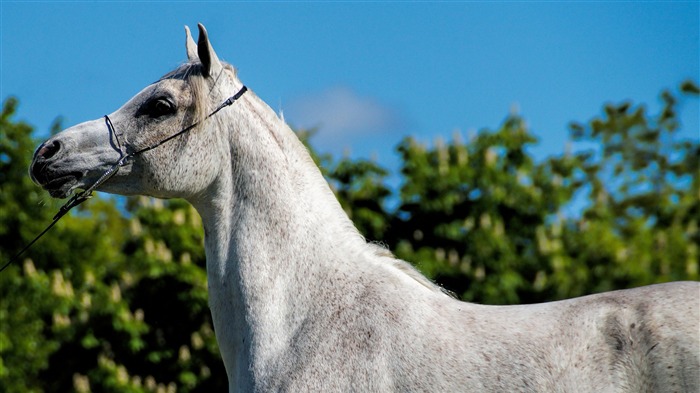 Papéis de parede de fotos de cavalo-cavalo árabe Visualizações:9273