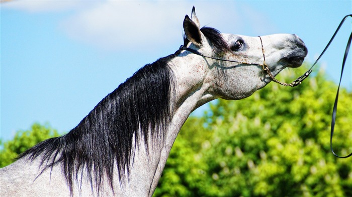 Papéis de parede de fotos de animais do cavalo árabe Visualizações:8429