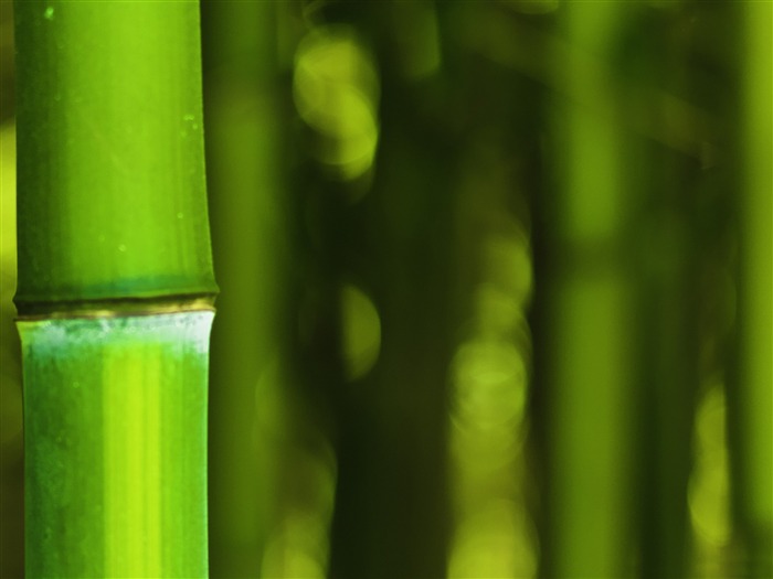 bokeh bamboo-High quality wallpaper Views:10597 Date:2014/8/3 8:28:15