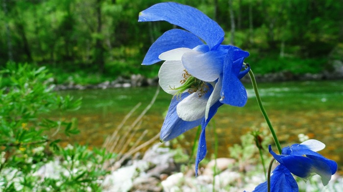 columbine flower-photo fondo de pantalla HD Vistas:8636