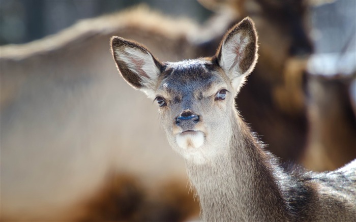 Doe ears - Papéis fotográficos para animais Visualizações:11615