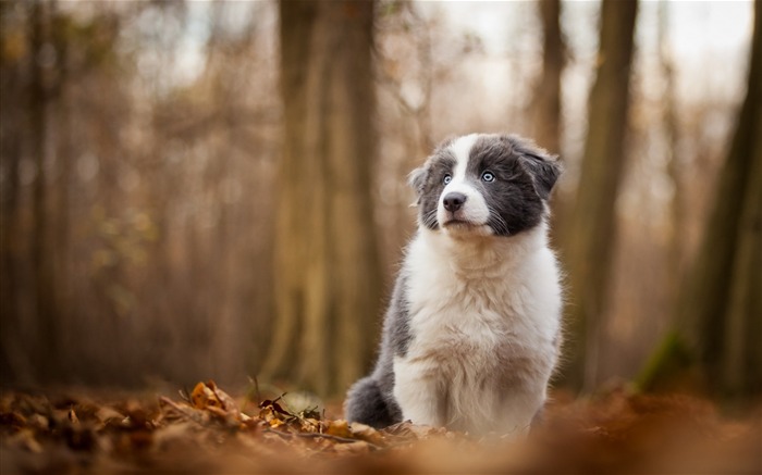 O outono do cão borrou as árvores - Papéis fotográficos para animais Visualizações:10978