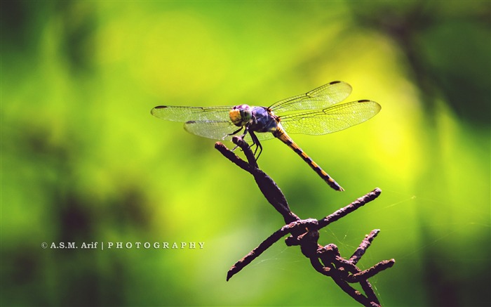 Dragon Fly-Animal Papéis de Parede de fotos Visualizações:7005