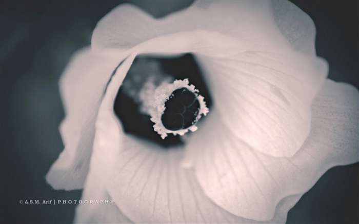 flor bw-foto fondo de pantalla HD Vistas:8186