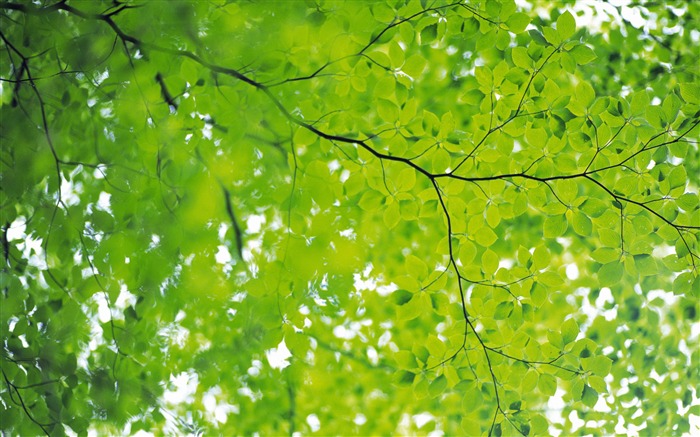 植物の魅惑的な新緑の葉の壁紙 ブラウズ:12833