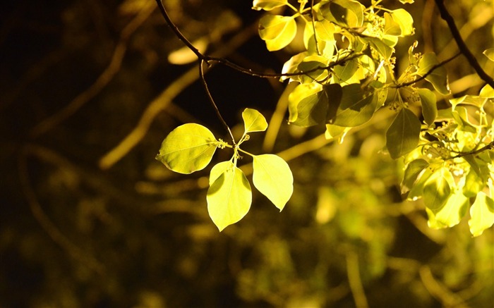 hojas verdes sunshine-photo fondo de pantalla HD Vistas:8396