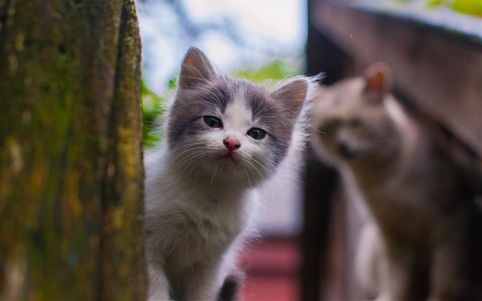 papéis de parede de fotos de rua de animal de estimação do gatinho Visualizações:9008