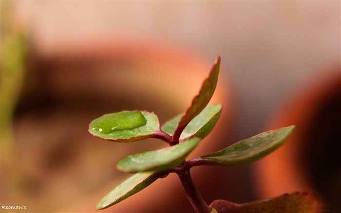 hoja que lleva agua-foto HD fondo de pantalla Vistas:8416