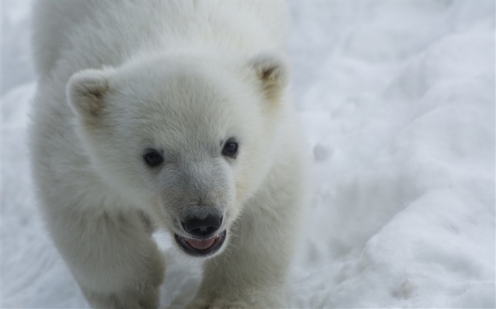 filhote de urso polar neve-papel de parede de fotografia animal Visualizações:8524