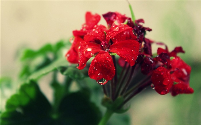 papel pintado rojo de la flor-foto HD Vistas:7158