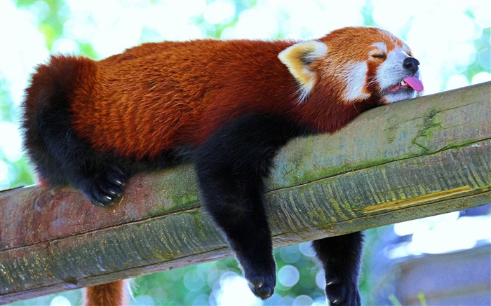 Red Panda Rest Sleep-Animal Papéis de Parede Visualizações:11100