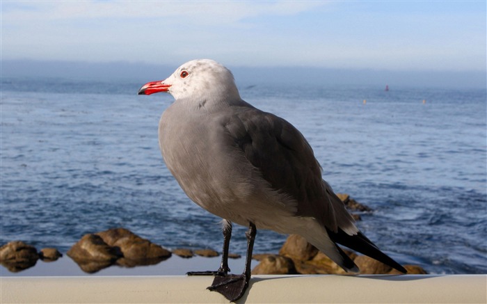 Papéis de parede de pássaro de gaivota-animal Visualizações:6726