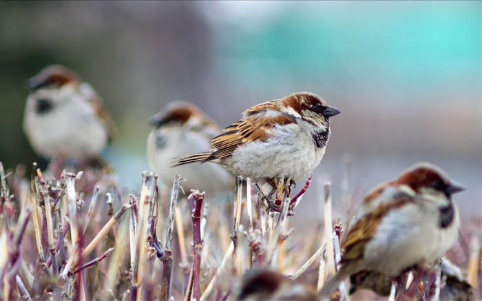 pardais pássaros de inverno-papel de parede de animais Visualizações:10772