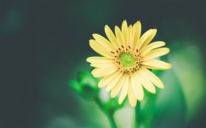 papel pintado amarillo de la flor-foto HD Vistas:7723