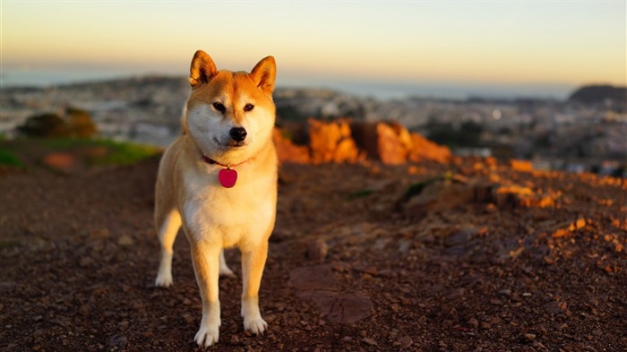 Akita Inu-Animal photo wallpaper Views:18845 Date:2014/9/6 1:46:41