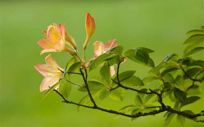 Fondo de pantalla del tema Azalea-Windows Vistas:9078