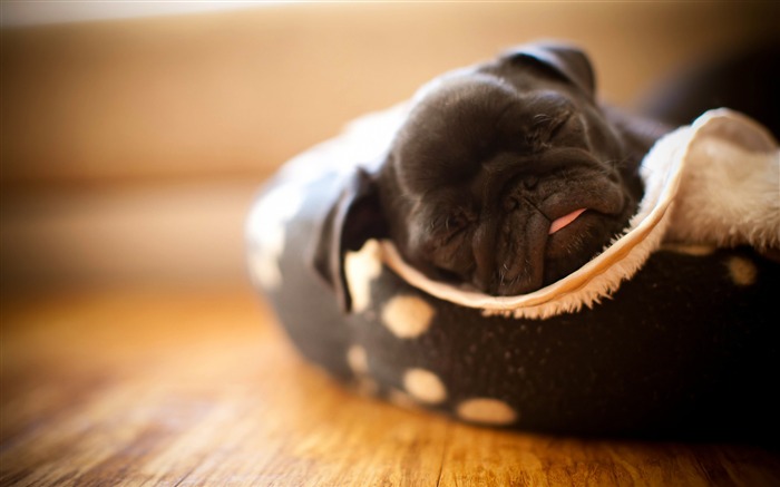 Black Pug Puppy-Animal photo wallpaper Views:11621 Date:2014/9/6 1:47:29