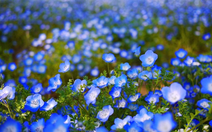 蓝花场-植物高清壁纸 浏览:15656