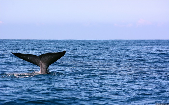 Fondo de pantalla de Blue Whale Tail-Windows Theme Vistas:14806